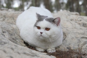 пятнистый ван  Шоколадный британец (британский кот, кошка)  